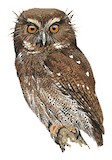 Long-whiskered Owlet Illustration