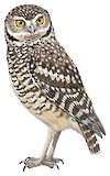 Burrowing Owl Illustration