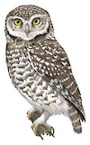 Spotted Owlet Illustration