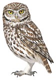 Little Owl Illustration