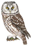 Boreal Owl Illustration