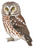 Northern Saw-whet Owl Illustration