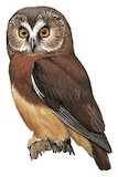 Unspotted Saw-whet Owl Illustration