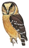 Buff-fronted Owl Illustration