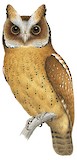 White-fronted Scops Owl Illustration