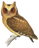 Reddish Scops Owl Illustration