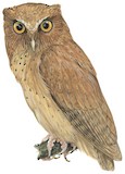 Serendib Scops Owl Illustration