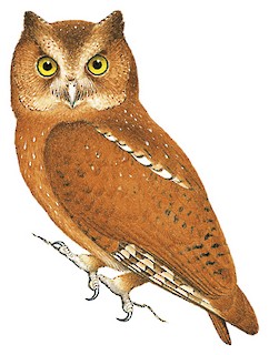 Otus icterorhynchus holerythrus