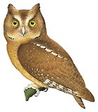 Sandy Scops Owl Illustration