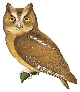 Otus icterorhynchus icterorhynchus
