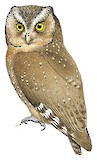 Sokoke Scops Owl Illustration