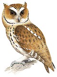 Giant Scops Owl Illustration