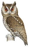 Japanese Scops Owl Illustration