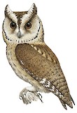 Collared Scops Owl Illustration