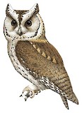 Indian Scops Owl Illustration