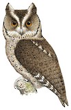 Philippine Scops Owl Illustration