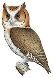 Negros Scops Owl Illustration