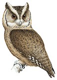 Everett's Scops Owl Illustration