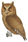 Palawan Scops Owl Illustration