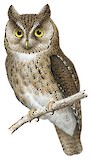 Wallace's Scops Owl Illustration