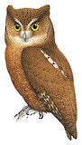 Enggano Scops Owl Illustration