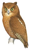 Simeulue Scops Owl Illustration