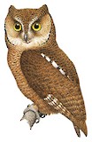 Nicobar Scops Owl Illustration