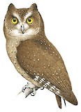 Andaman Scops Owl Illustration