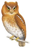 Flores Scops Owl Illustration