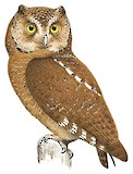 Mountain Scops Owl Illustration