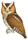 Javan Scops Owl Illustration