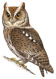 Rajah Scops Owl Illustration