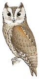 Arabian Scops Owl Illustration