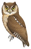 Pemba Scops Owl Illustration