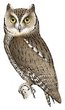 African Scops Owl Illustration