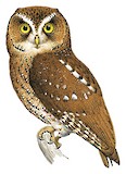 Sao Tome Scops Owl Illustration