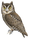 Cyprus Scops Owl Illustration