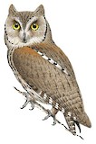 Eurasian Scops Owl Illustration