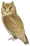 Pallid Scops Owl Illustration