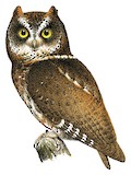 Luzon Scops Owl Illustration