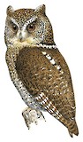 Mindanao Scops Owl Illustration