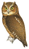 Mindoro Scops Owl Illustration