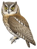 Torotoroka Scops Owl Illustration