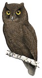 Anjouan Scops Owl Illustration