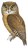 Karthala Scops Owl Illustration