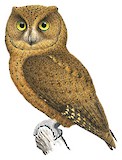 Moheli Scops Owl Illustration