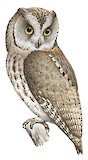 Socotra Scops Owl Illustration