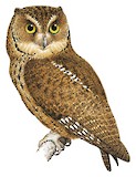 Seychelles Scops Owl Illustration