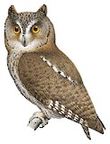 Ryukyu Scops Owl Illustration