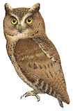 Siau Scops Owl Illustration